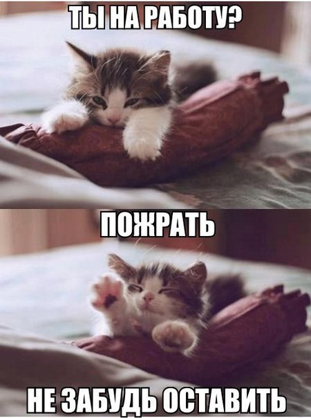 Котенок обжора прикольная фотка, смешная надпись - юмор