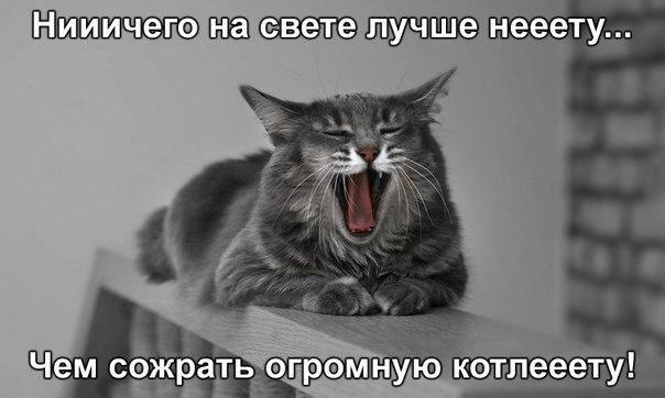 Мудрый кот и его смешная философия о котлете - хотя, я с ним  пожалуй согласен