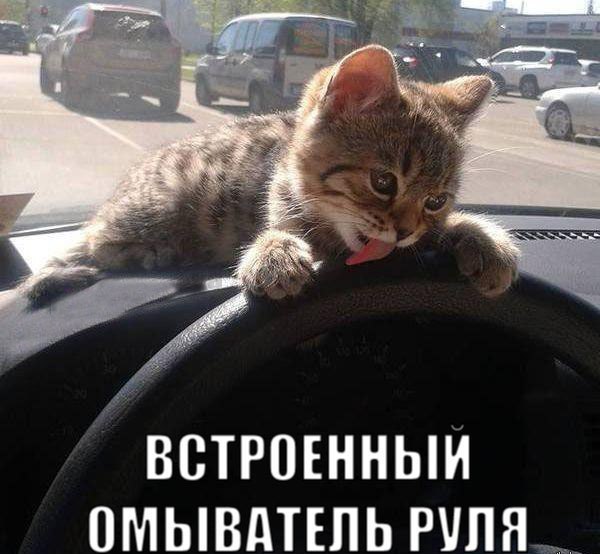 В автомобиле появилась новая опция - омыватель руля - прикольное фото