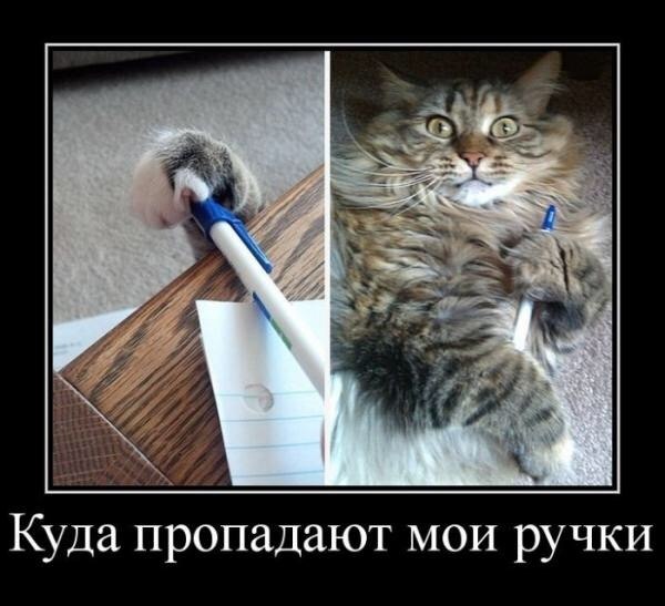 Кто украл мои ручки? Смешной кот ручкокрад - на веселой фотке