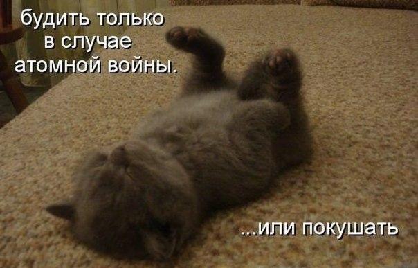 Смешное фото - котенок - Будить только в случае ядерной войны или покушать