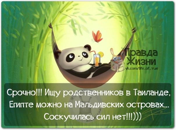 Юмор в картинке - панда - Ищу родственником в Таиланде, Египте, можно на Мальдивских островах... Скучаю!!!!