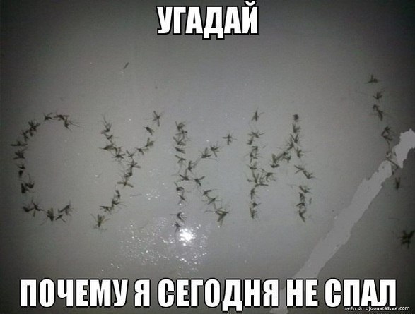 Ночь не спал, бил комаров - приколы и юмор в фотках
