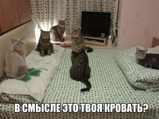 ЧТо значит твоя кровать? - рэкет кошачими - прикольные изображения