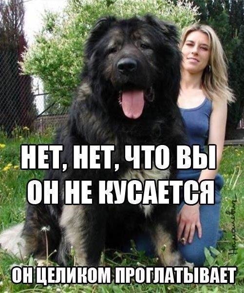 Маленькая собачка - смешная фотка пса