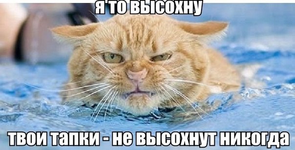 Кот вымок, но это так мало за совершенную месть - прикольная картинка с изрядной долей юмора